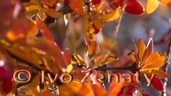 IMGP0114d_rz