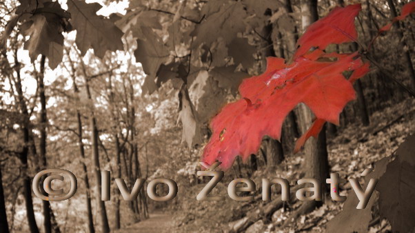 IMGP9362h_rz
