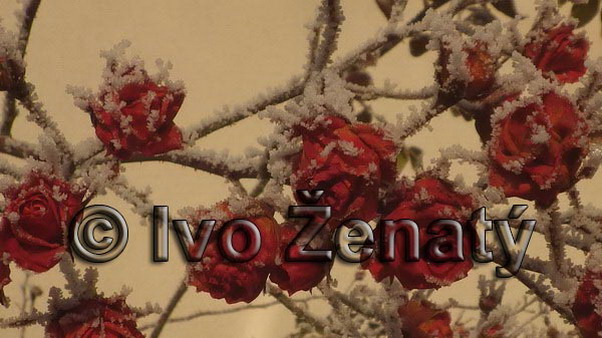 IMWG2167b_rZ_