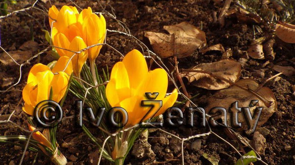 IMWG2199c_rZ_