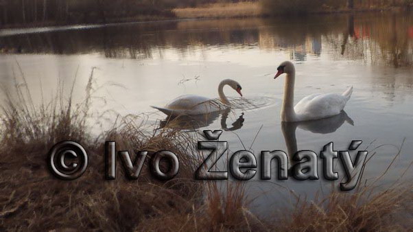 IMWG5215b2_rZ_