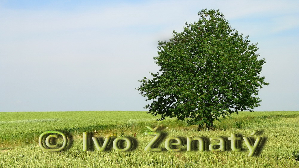 Samotář_MP