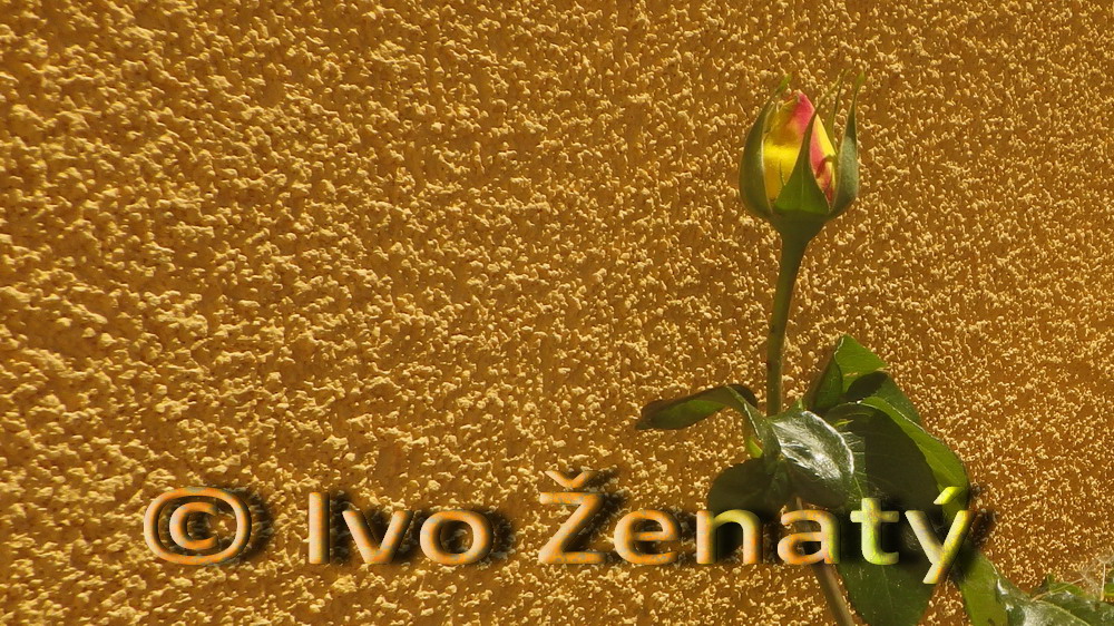 Květina, růže 05_MP