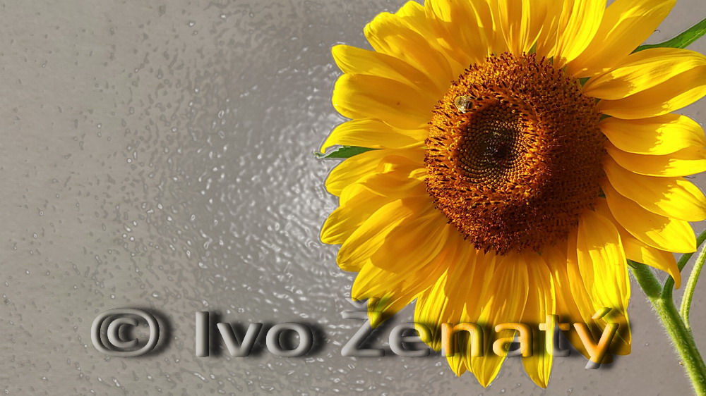 Slunečnice 11c