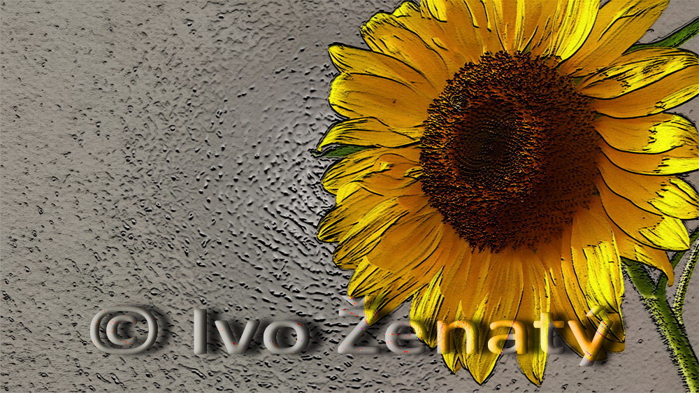 Slunečnice 11d